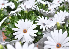 Of course Hendriks Youngplants was showing all kinds of news this FlowerTrails. Among which was this Osteospermum Señorita Christina. It is a compact plant. A nice pot full and hufterproof.